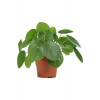 Pilea Tek Kök (çin Para Ağacı)