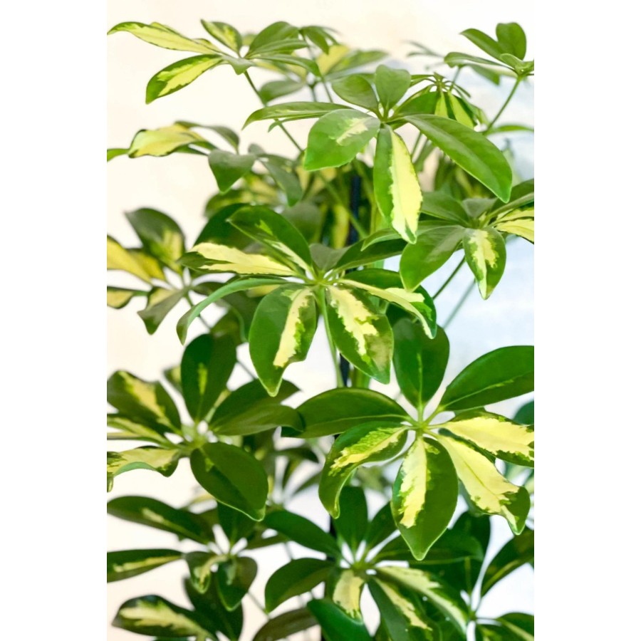 Schefflera Arboricola - Tek Gövdeli Alacalı Şeflera Canlı Salon Bitkisi 80 - 100 cm