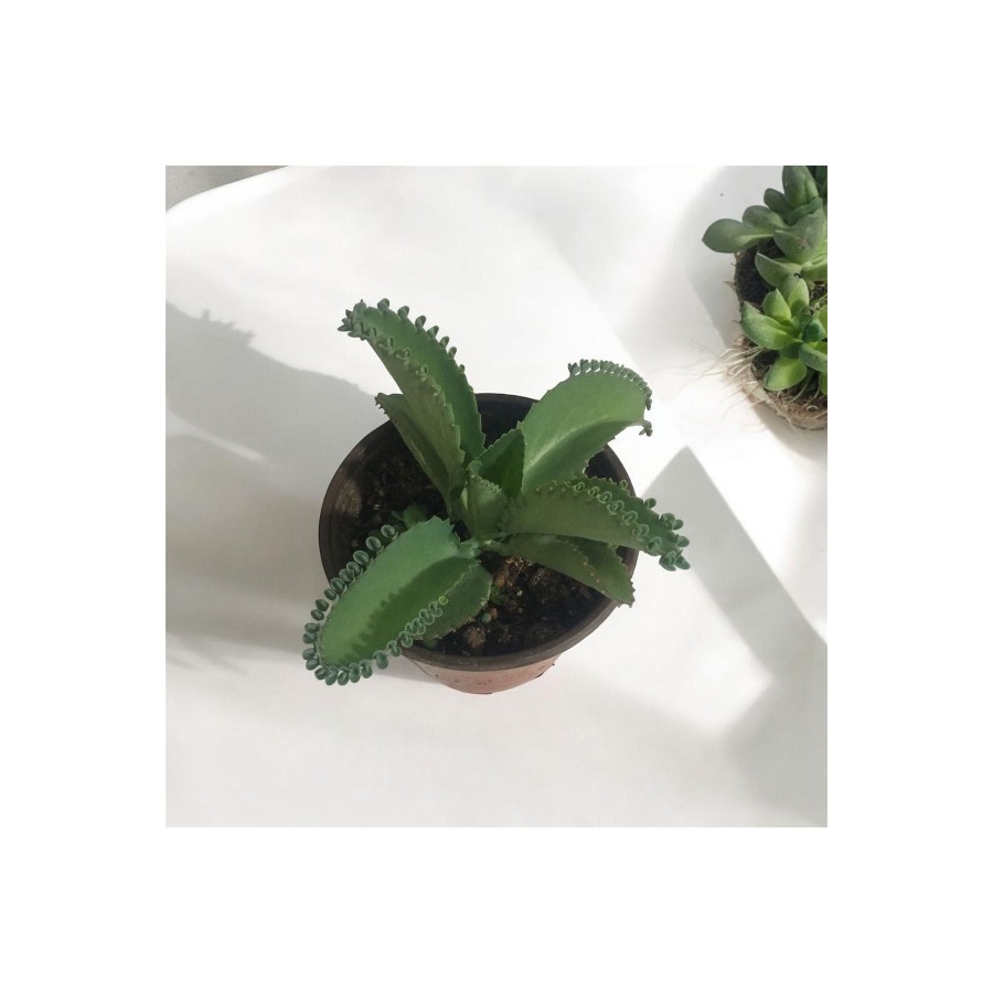 Aşkın Gözyaşı Çiçeği - (Kalanchoe Daigremontiana) Saksılı Bitki
