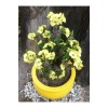1 Adet Sarı Dikenler Tacı (euphorbia Milli) 1 Adet Sarı Dikenler Tacı (euphorbia Milli)
