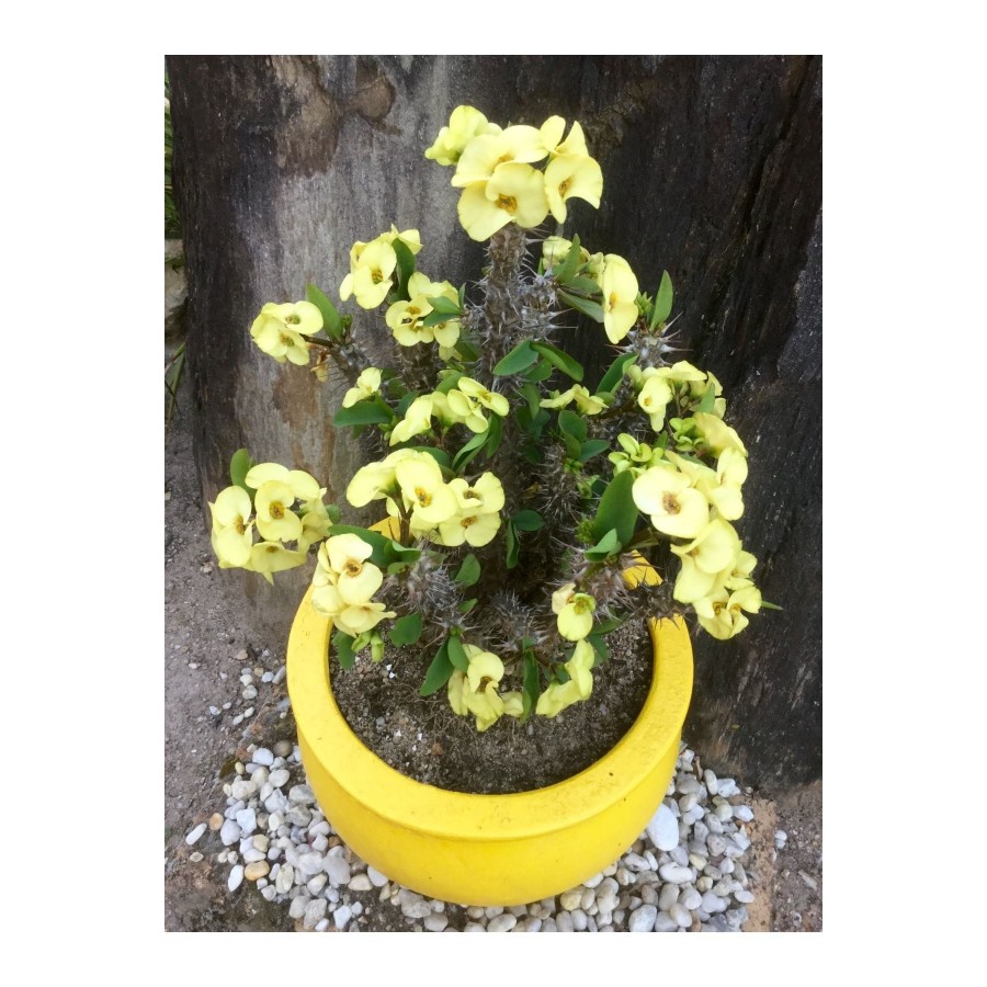1 Adet Sarı Dikenler Tacı (euphorbia Milli)