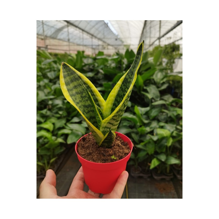 Kılıç Çiçeği - Paşa Kılıcı - Sansevieria Laurentii Ev Bitkisi, Ofis Bitkisi, Salon Bitkisi 20-30 cm