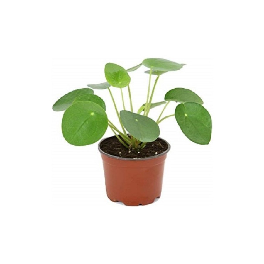 Çin Para Çiçeği Fidanı Pilea 10-20 Cm