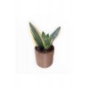 Peygamber kılıcı Paşa kılıcı Sansevieria taş saksıda Peygamber kılıcı Paşa kılıcı Sansevieria taş saksıda