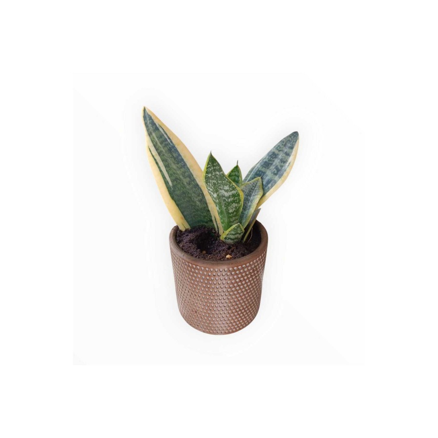 Peygamber kılıcı Paşa kılıcı Sansevieria taş saksıda Peygamber kılıcı Paşa kılıcı Sansevieria taş saksıda