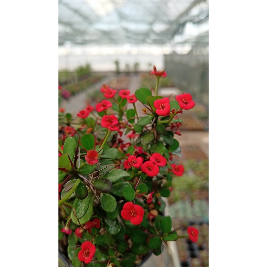 Dikenler Tacı Çiçeği Euphorbia Milii