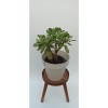 Para Çiçeği (CRASSULA OVATA)