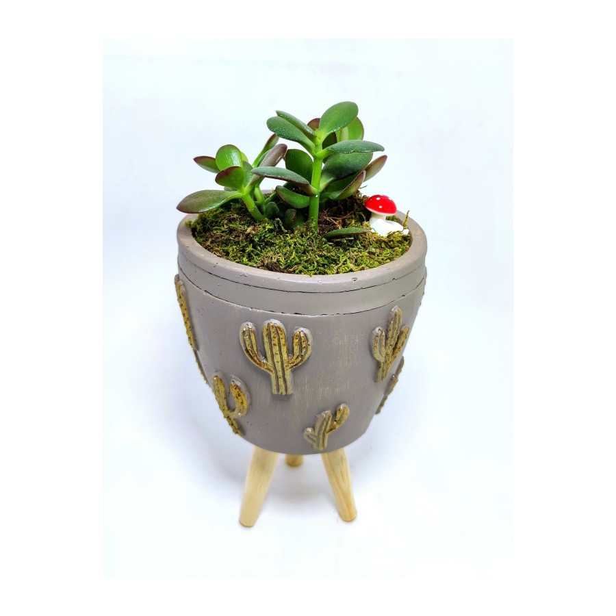 Dekoratif Desenli Saksıda Crassula
