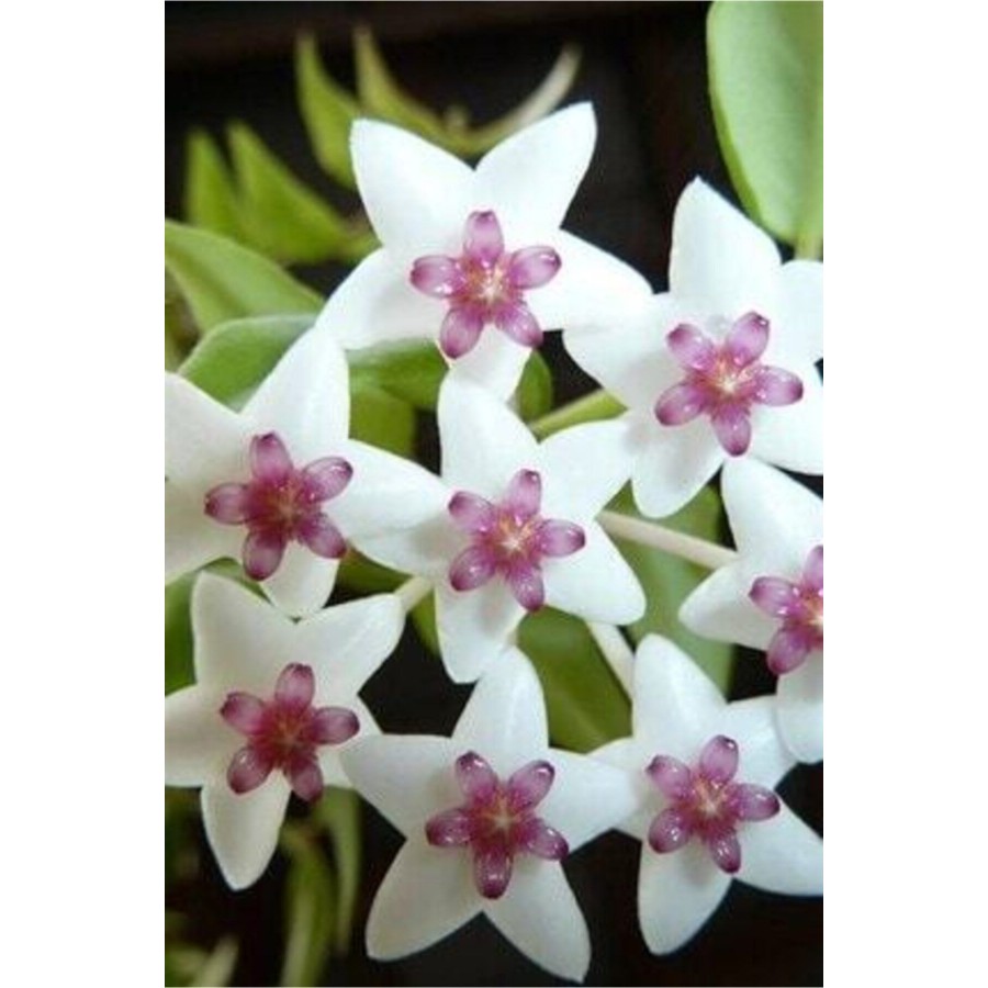 Mum Çiçeği 1.kalite (20-40 Cm)