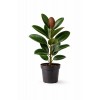 60-80 Cm Kauçuk Çiçeği Ficus Elastica – Üretim Saksılı Büyük Yapraklı Salon Bitkisi