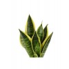 Sansevieria Trifasciata 30-40cm Siyah Saksılı Sansevieria Trifasciata 30-40cm Siyah Saksılı