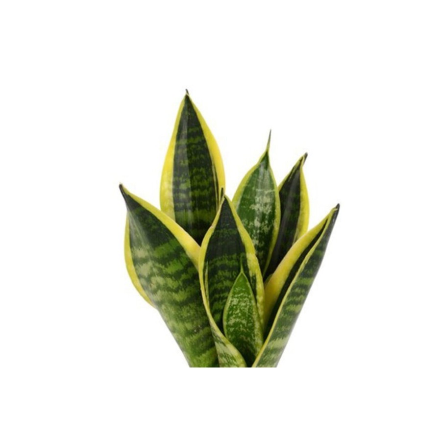 Sansevieria Trifasciata 30-40cm Siyah Saksılı Sansevieria Trifasciata 30-40cm Siyah Saksılı