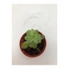 Sedum Palmeri Sukulent Sarı Çiçek Açan
