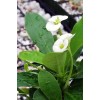 Euphorbia Milii White - Dikenler Tacı Beyaz Kaktüs Sukulent - Ev Ofis Salon Iç Mekan Bitkisi - 25 Cm