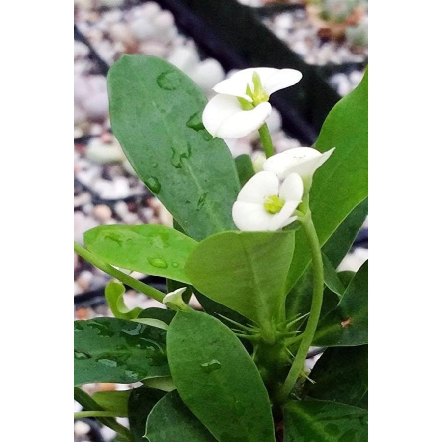 Euphorbia Milii White - Dikenler Tacı Beyaz Kaktüs Sukulent - Ev Ofis Salon Iç Mekan Bitkisi - 25 Cm