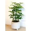 Schefflera Arboricola - Tek Gövdeli Alacalı Şeflera Canlı Salon Bitkisi 80 - 100 cm