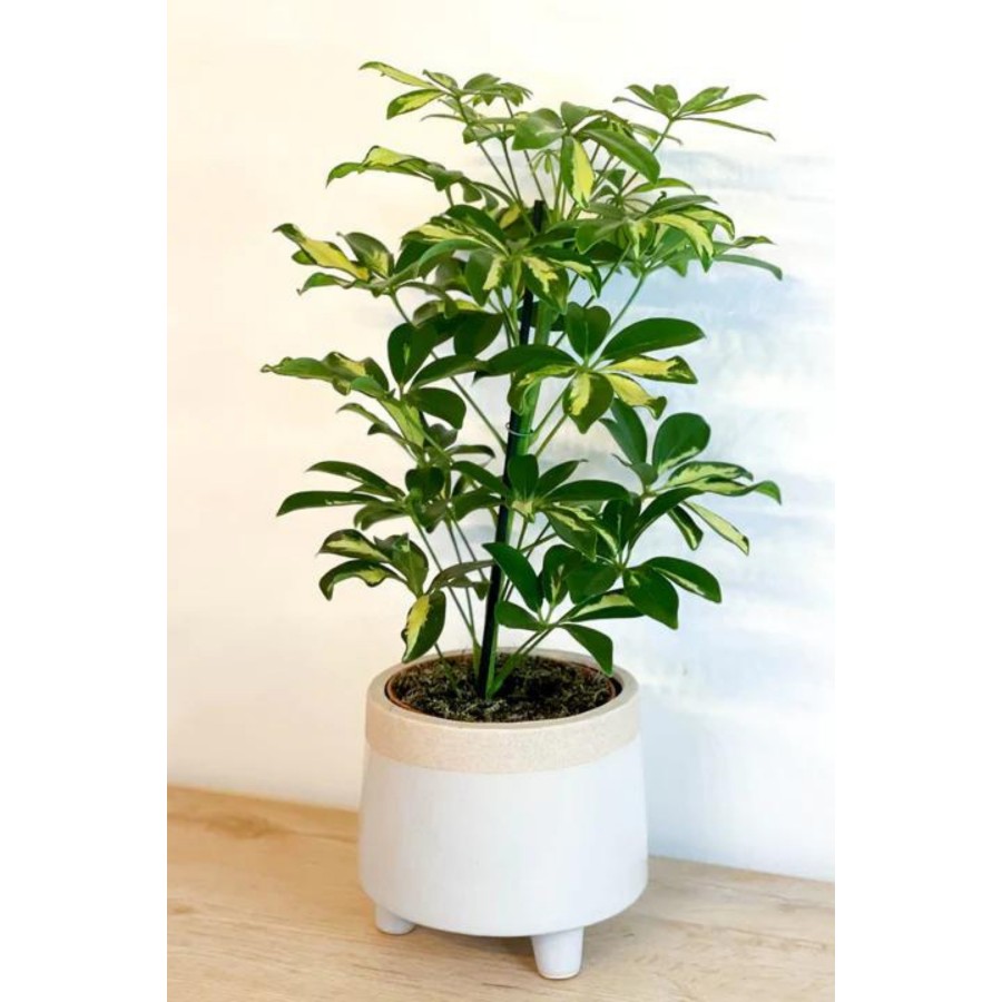 Schefflera Arboricola - Tek Gövdeli Alacalı Şeflera Canlı Salon Bitkisi 80 - 100 cm Schefflera Arboricola - Tek Gövdeli Alacalı Şeflera Canlı Salon Bitkisi 80 - 100 cm