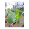 Çift köklü deve tabanı monstera 50-60 cm