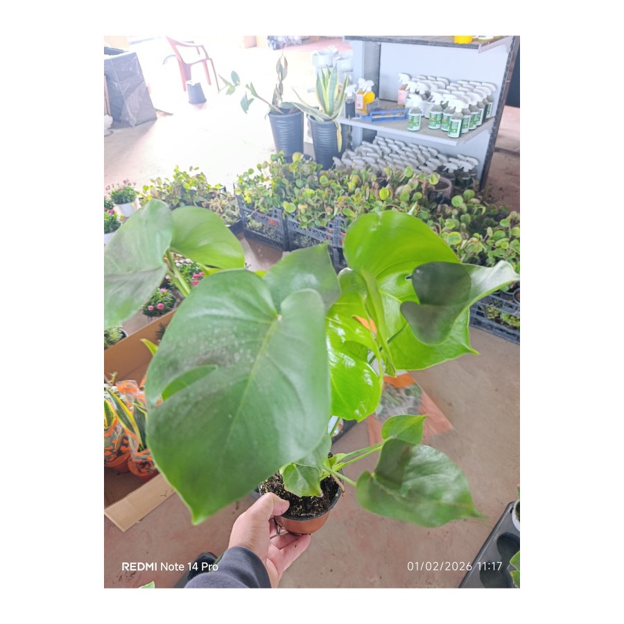 Çift köklü deve tabanı monstera 50-60 cm