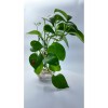 Salon Sarmaşığı (Pothos) – Canlı Dekoratif Suda Yetişen Bitki