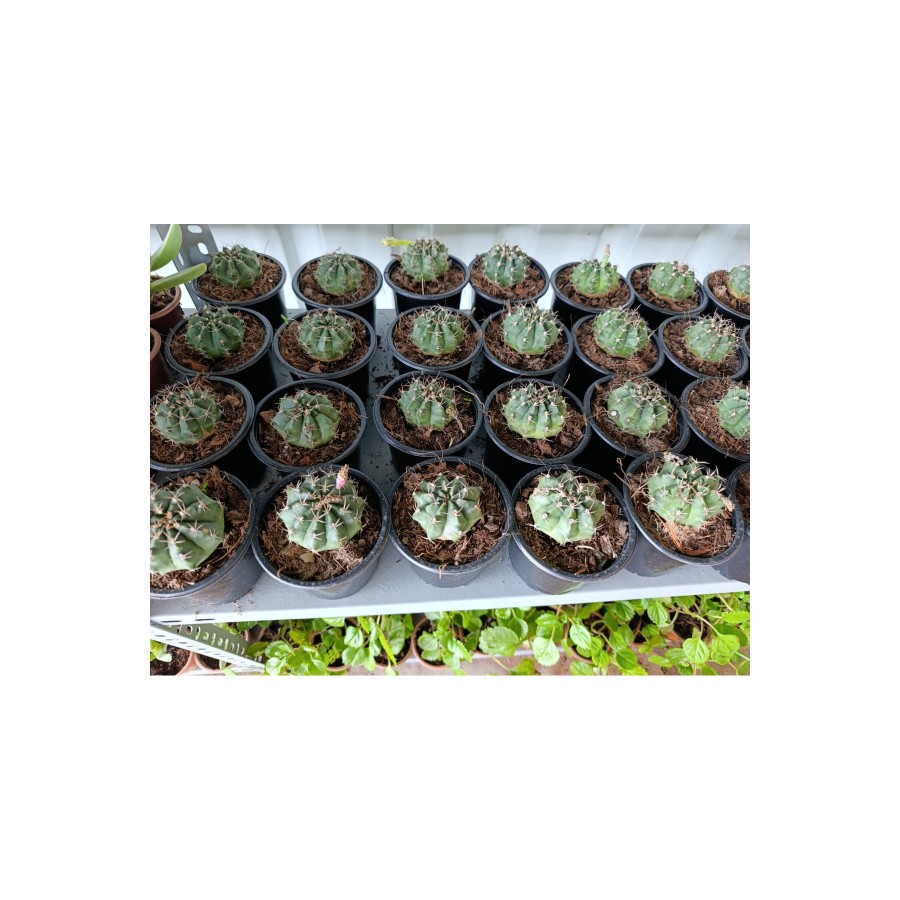 Gymnocalycium 10.5 cm Saksıda Özel Tür Kaktüs