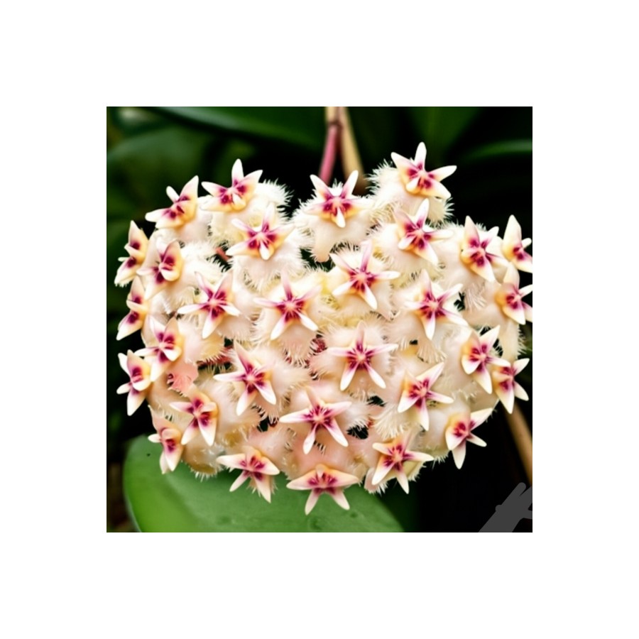 Şeftali Pembesi Yıldız Mum Çiçeği - Hoya Pubicalyx 'Pink Silver' Şeftali Pembesi Yıldız Mum Çiçeği - Hoya Pubicalyx 'Pink Silver'