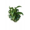 Dracaena Fragrans 'Dorado'