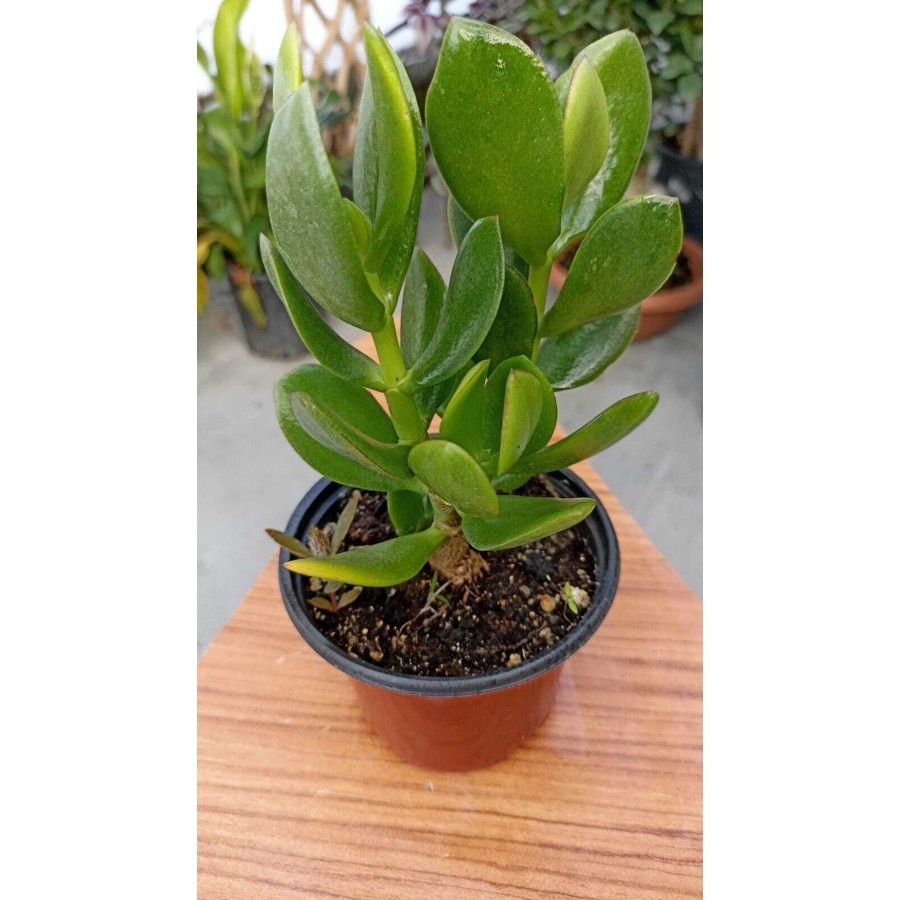 Para Ağacı Crassula Ovata