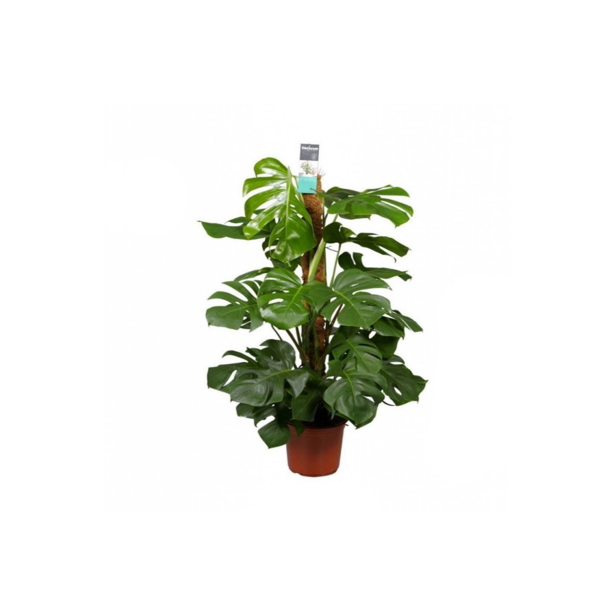 Monstera Deliciosa - Deve Tabanı - 120 Cm Boyunda