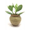 Crassula Ovata Mir - Feng Shui - Şans Ağacı & Toptan Sukulent 300 Adet
