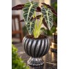 Taş Saksılı Alocasia Polly Fil Kulağı Canlı Salon Bitkisi Dekoratif Premium