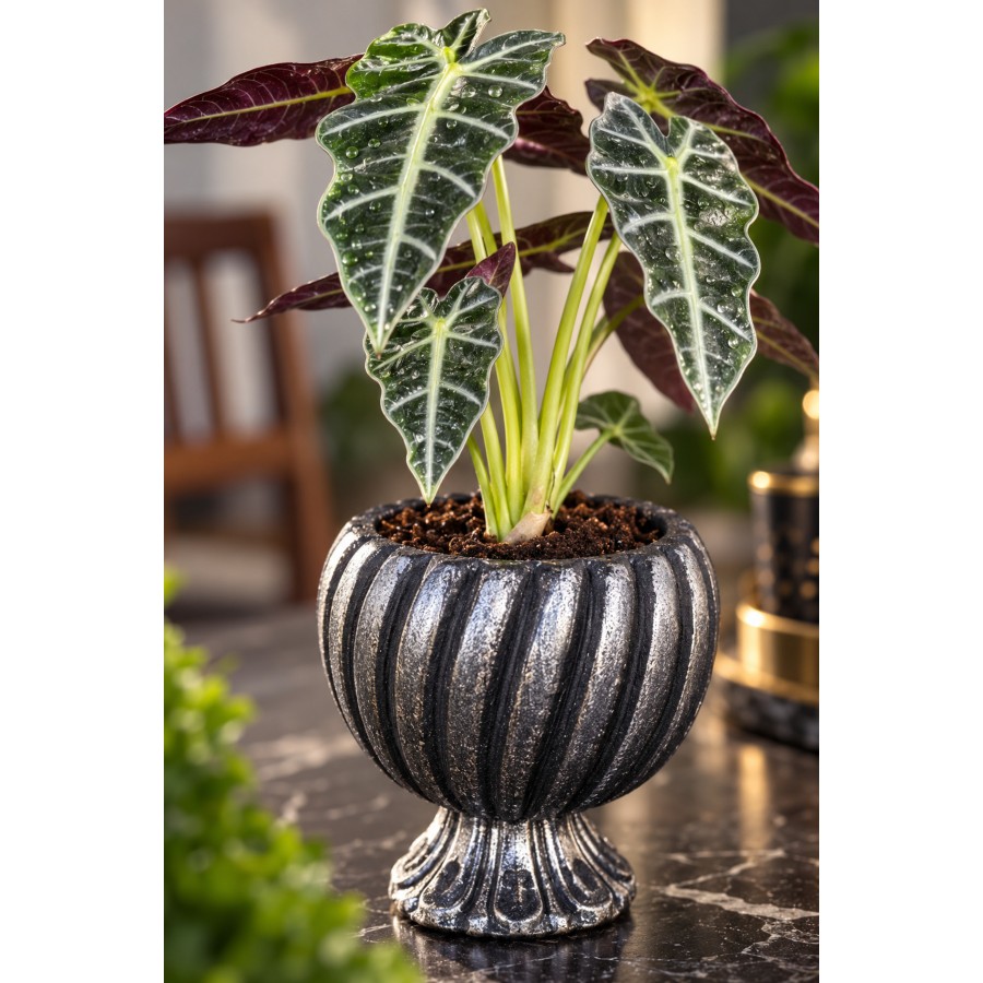 Taş Saksılı Alocasia Polly Fil Kulağı Canlı Salon Bitkisi Dekoratif Premium