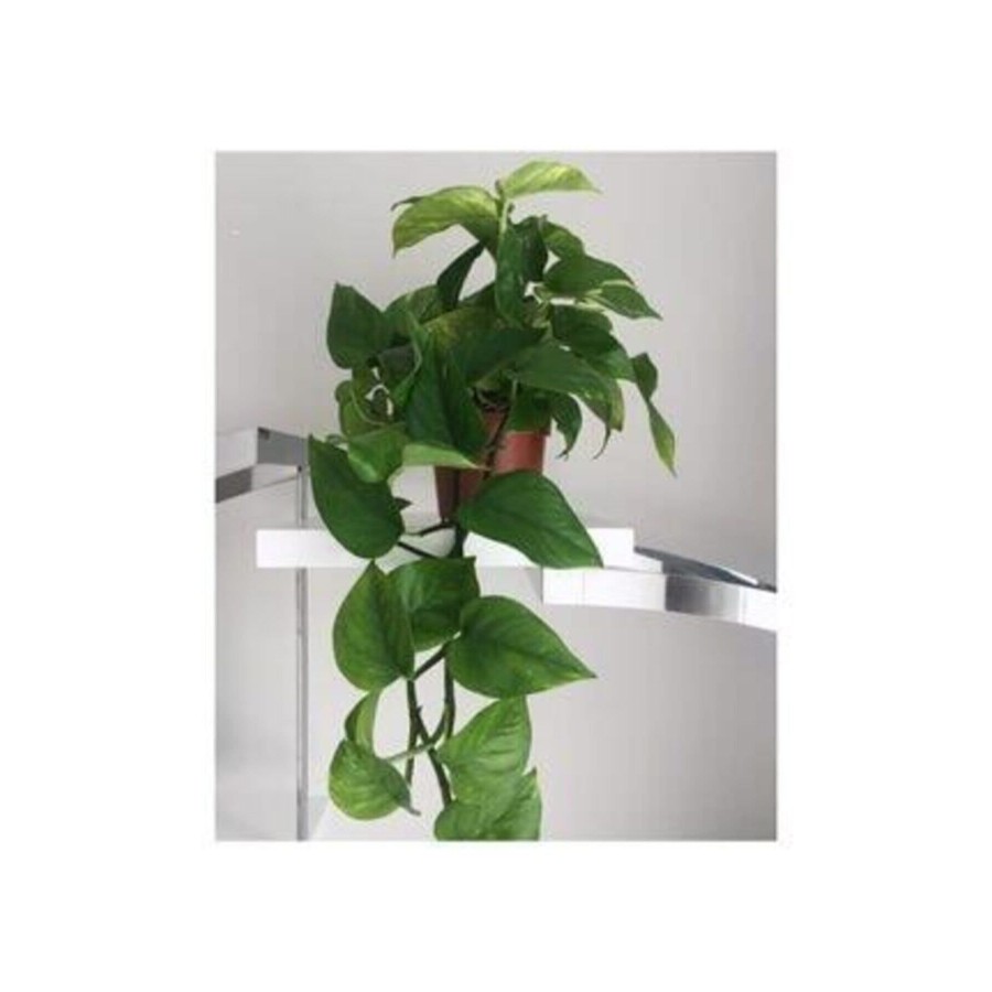 Salon Sarmaşığı Pothos Çiçeği Patos Çiçeği Salon Sarmaşığı Pothos Çiçeği Patos Çiçeği