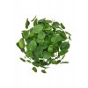 Pilea Çin Para Ağacı Büyük Boy