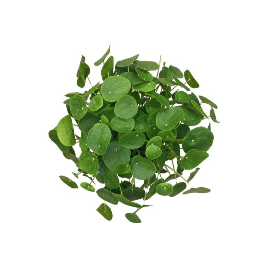 Pilea Çin Para Ağacı Büyük Boy