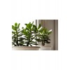Crassula Ovata, Para Ağacı, Feng Shui, 10-20 cm