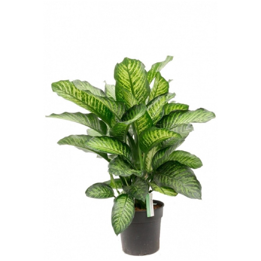Difenbahya Tropic Snow Bitkisi 100 120 Cm Dieffenbachia Bitkisi Ev Bitkisi Ofis Bitkisi Difenbahya Tropic Snow Bitkisi 100 120 Cm Dieffenbachia Bitkisi Ev Bitkisi Ofis Bitkisi