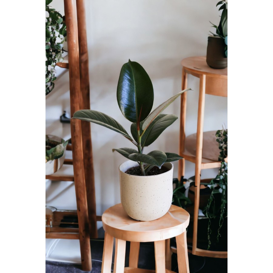Ficus Elastica Robusta-kauçuk Bitkisi-iç Mekan Bitkileri Ficus Elastica Robusta-kauçuk Bitkisi-iç Mekan Bitkileri