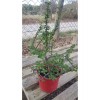 Sukulent Portulacaria Afra Variegate Fil Azığı Sukulent Portulacaria Afra Variegate Fil Azığı