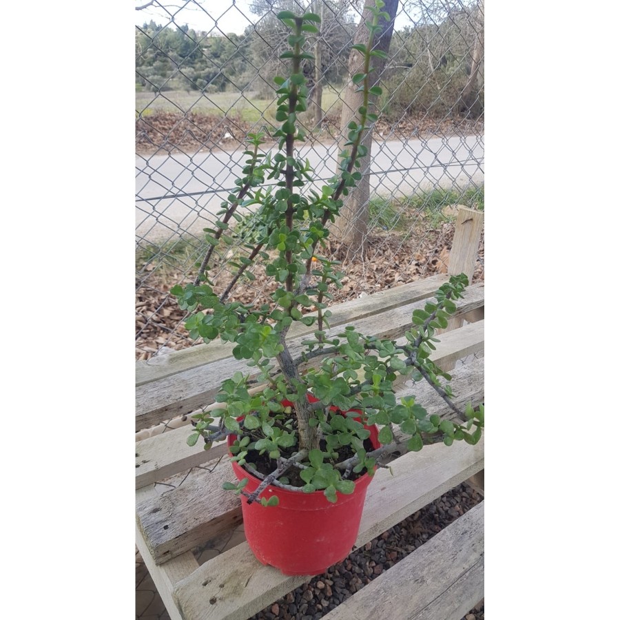 Sukulent Portulacaria Afra Variegate Fil Azığı Sukulent Portulacaria Afra Variegate Fil Azığı