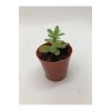 Sedum Palmeri Sukulent Sarı Çiçek Açan
