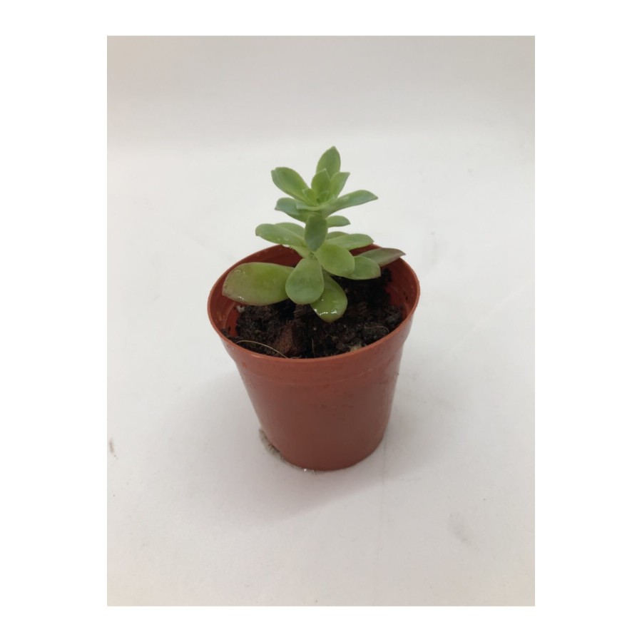 Sedum Palmeri Sukulent Sarı Çiçek Açan