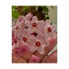 Pembe-Beyaz Yıldız Çiçekli Hoya Carnosa Mum Çiçeği Fidanı Pembe-Beyaz Yıldız Çiçekli Hoya Carnosa Mum Çiçeği Fidanı