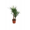 2'Lİ YUCCA BİTKİSİ 45-90CM