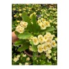 Hollanda Kökenli Mısır Patlağı Dikenler Tacı (Euphorbia milii)