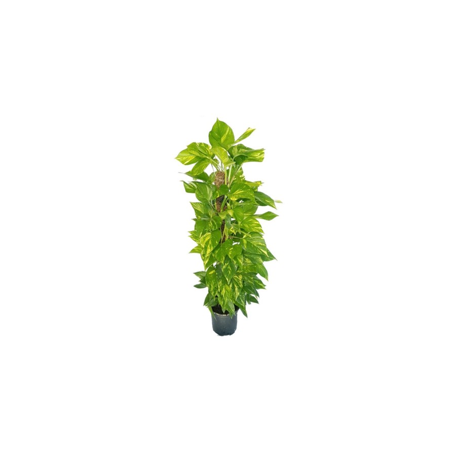 Sopalı Salon Sarmaşığı 100 Cm ( Patos - Epipremnum) Salon Bitkisi Ofis Bitkisi Sopalı Salon Sarmaşığı 100 Cm ( Patos - Epipremnum) Salon Bitkisi Ofis Bitkisi