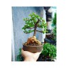 Bonsai Para Ağacı Dekoratif Saksıda