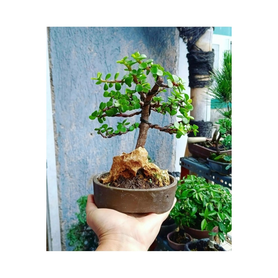 Bonsai Para Ağacı Dekoratif Saksıda