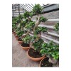 Bonsai Ağaç Bitki S Gövde Shape 80 Cm