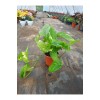 Salon Sarmaşığı Pothos Çiçeği Patos Çiçeği - 25 30 cm Saksıda Canlı Çiçek
